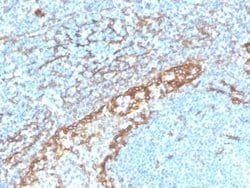 Podoplanin Antibody (PDPN/4009R) - Azide and BSA Free, Novus Biologicals